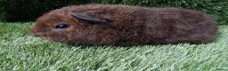 Guinea Pig rodents for sale: Rex guinea pigs  - Advert 6