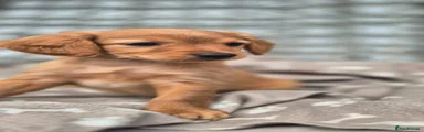 Golden Retriever 4