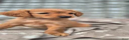 Golden Retriever dogs for sale: Field retriever x miniature poodle  - Advert 5