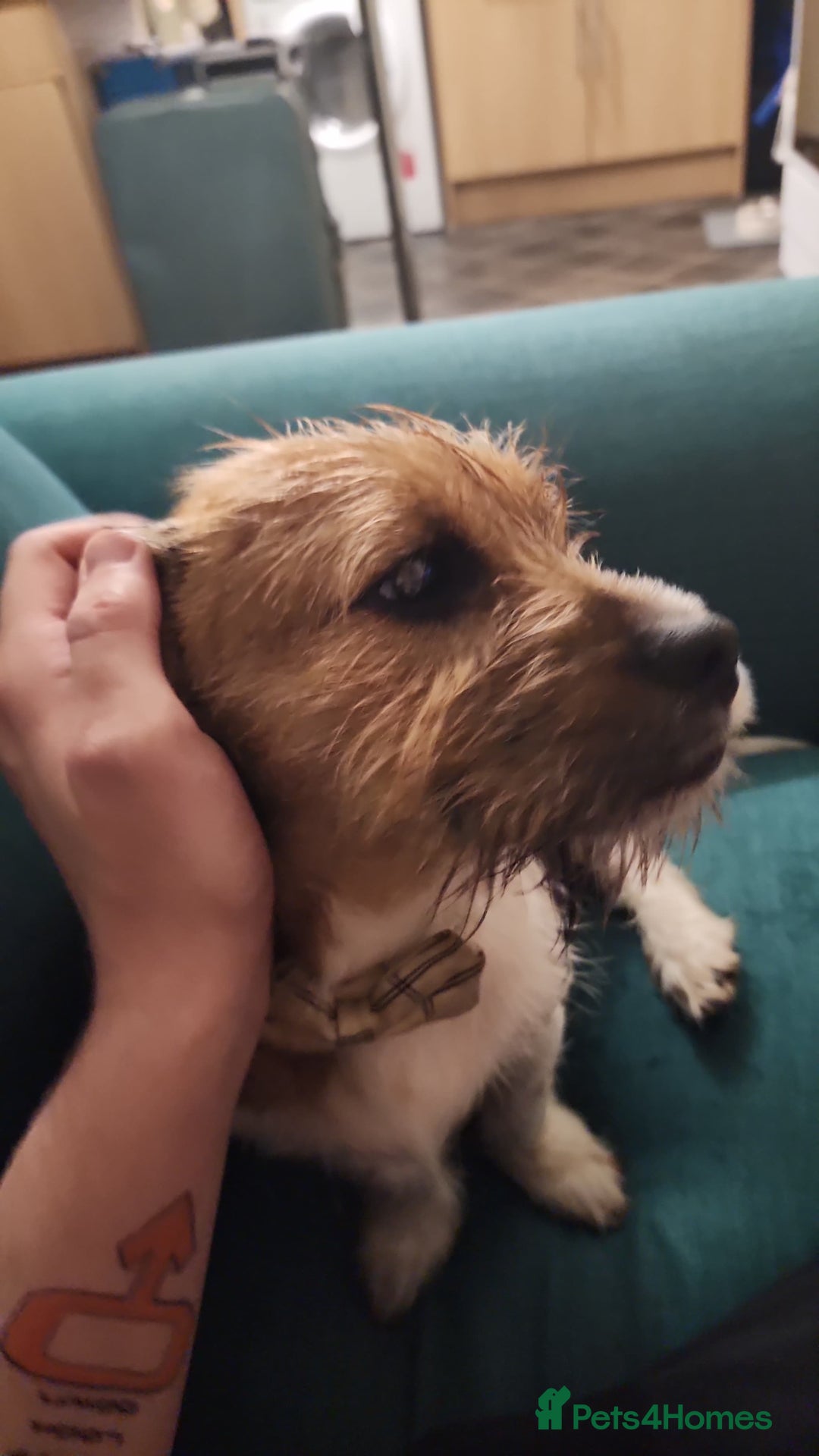 Mixed Breed dogs for sale: Beautiful 5 month old shweenie. Shitzu/dachshund - Advert 2