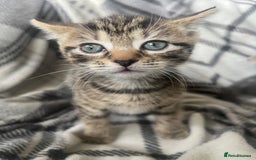 Mixed Breed cats for sale: chunky kittens - Image 9