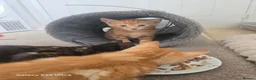 Mixed Breed cats for sale: Main coon cross kittens  - Advert 6