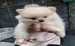 Pomeranian dogs for sale: 2 WELL BRED TEACUP POMERANIANS GIRLS - Image 7