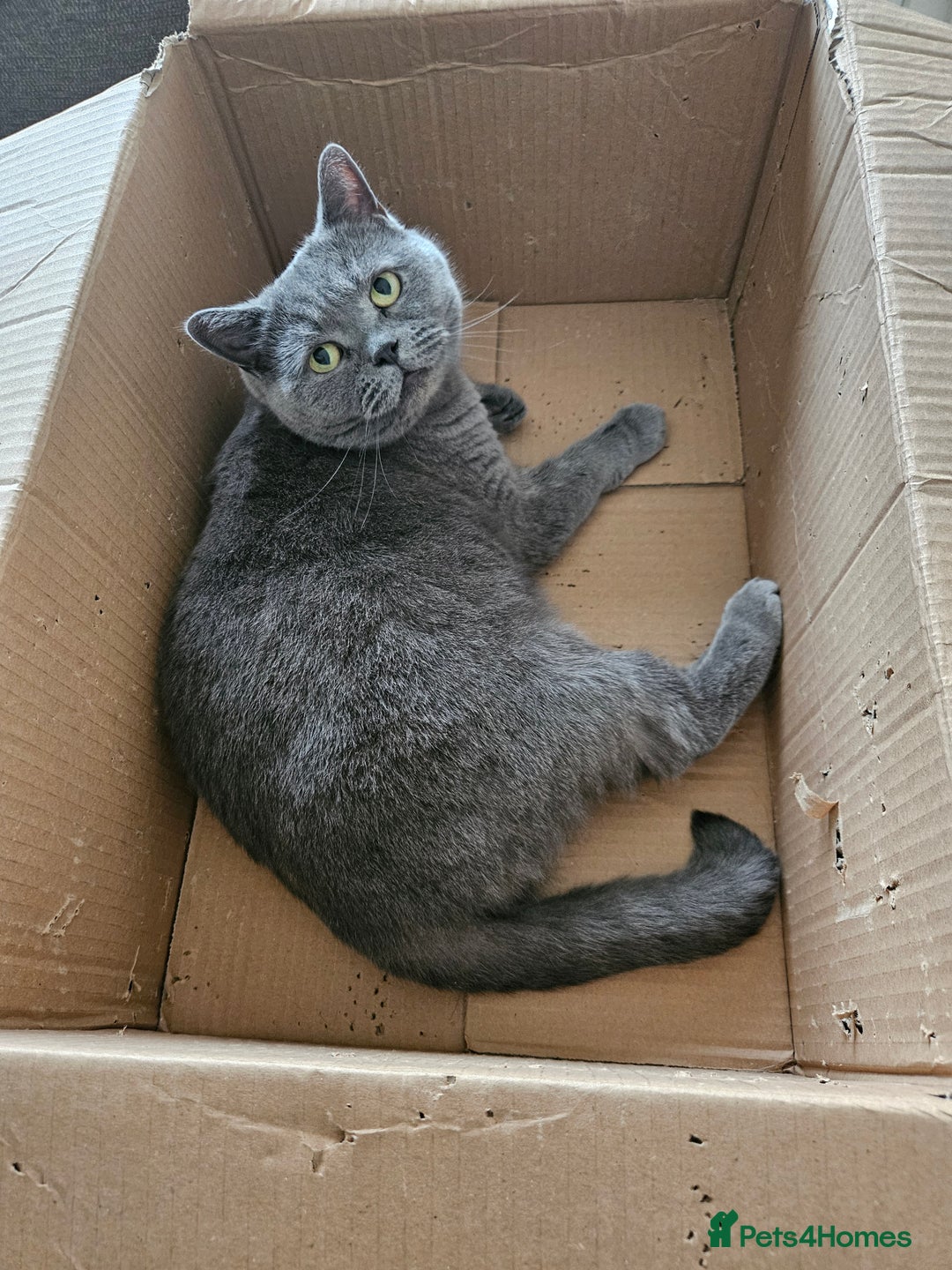 British Shorthair cats for sale: Beautiful British Blue needs a loving home - Advert 11