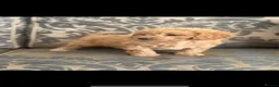 Cavapoo dogs for sale: Beautiful red Cavapoo pups exquisite health lines - Advert 4