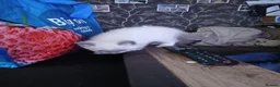 Mixed Breed cats for sale: Rag doll cross american bobtail cat kittens  - Advert 4