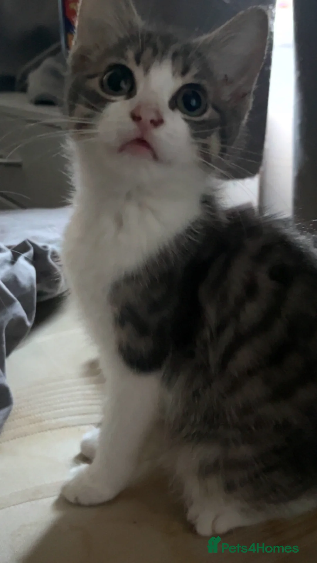 Mixed Breed cats for sale: 2 4 month old kittens female kittens  - Advert 4