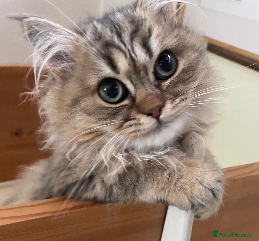 Persian cats for sale: Golden Chinchilla Persians Kittens  - Image 2