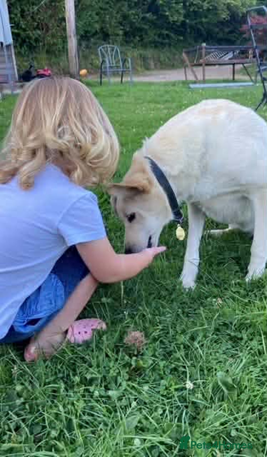 Mixed Breed dogs for adoption: SHILOH-happy girl/loving family dog/playful/social - Advert 12