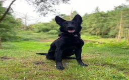Belgian Shepherd Dog dogs for sale: Belgian Mal sisters and Cane Corso - Image 1