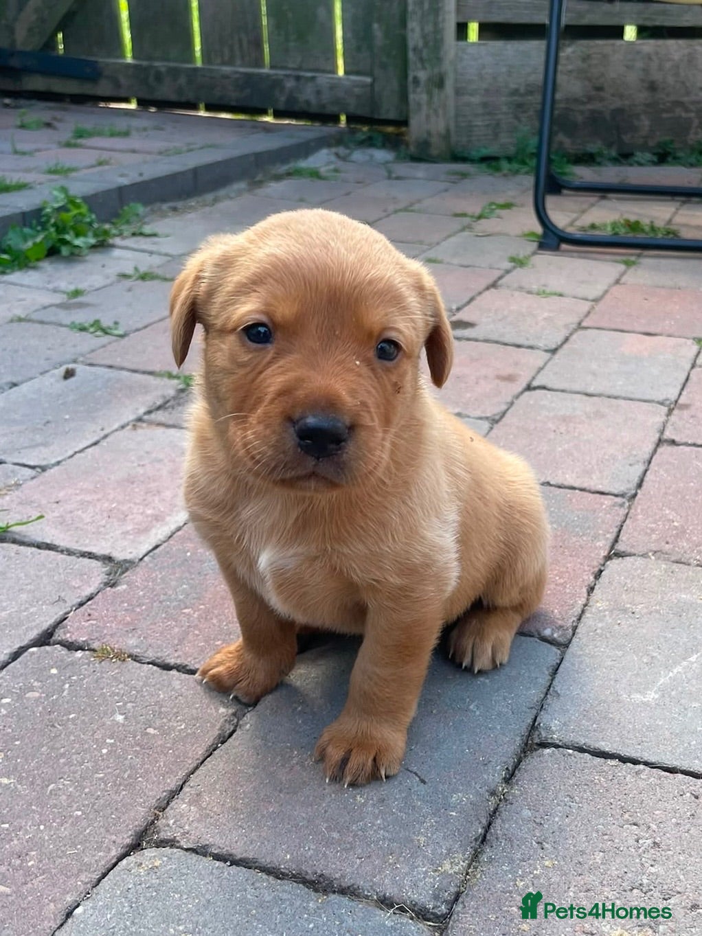 Labrador Retriever dogs KC Reg Labrador Retriever Puppies  - Advert 1