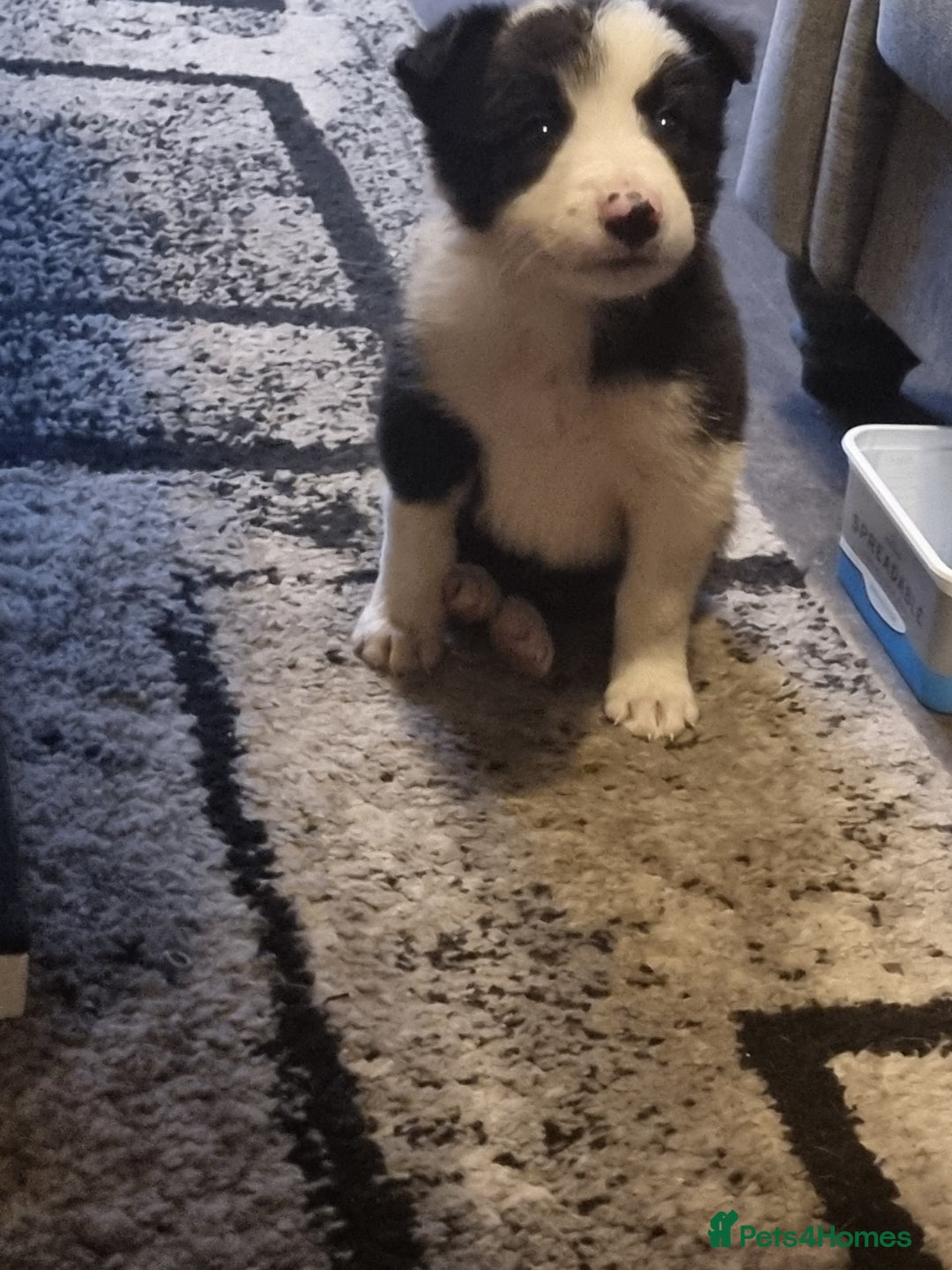 Mixed Breed dogs for sale: Working like border collie x Welsh collie - Image 3