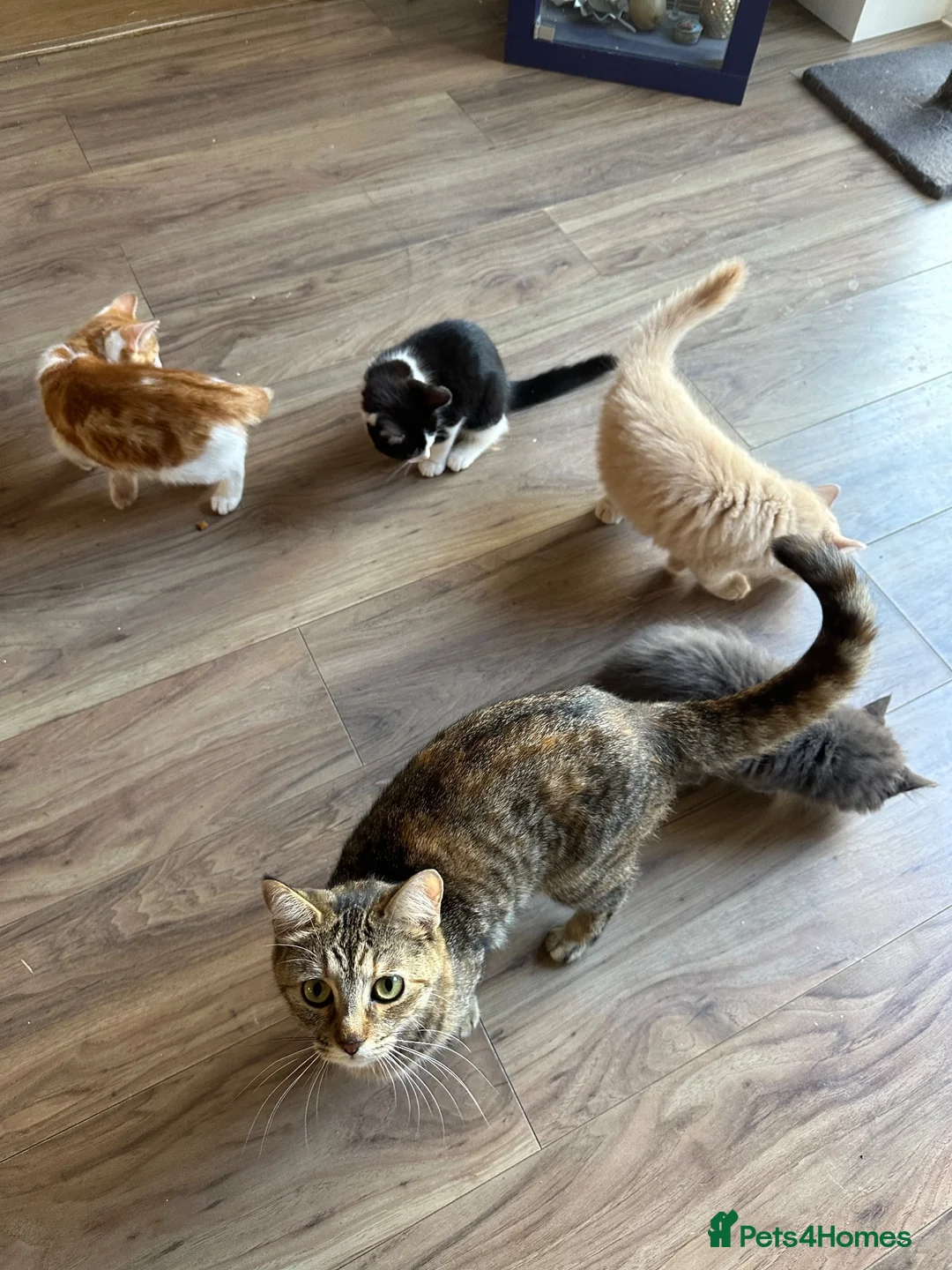 British Shorthair cats for sale: Kittens for sale  - Advert 38