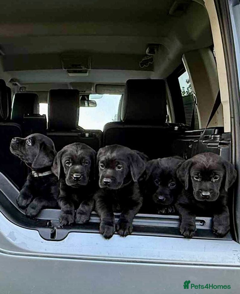 Labrador Retriever dogs KC registered black sporting Labrador puppies - Advert 1