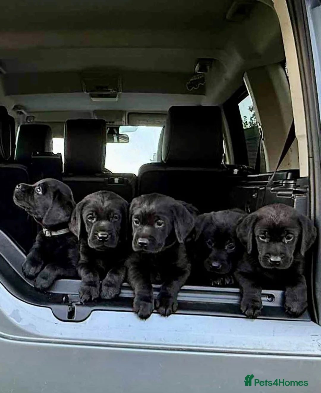 Labrador Retriever dogs for sale: KC registered black sporting Labrador puppies in Beverley - Advert 1