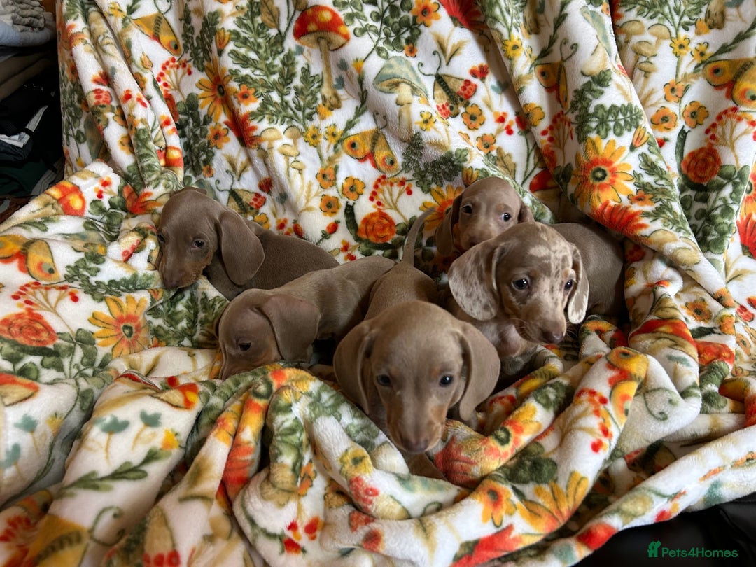Miniature Dachshund dogs for sale: 5 Miniature dachshund  - Image 1
