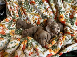 Miniature Dachshund dogs - Advert 16