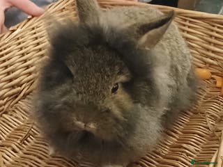 Mixed Breed rabbits Rabbit for sale - Advert 5