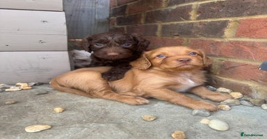 Cockapoo dogs - Advert 2