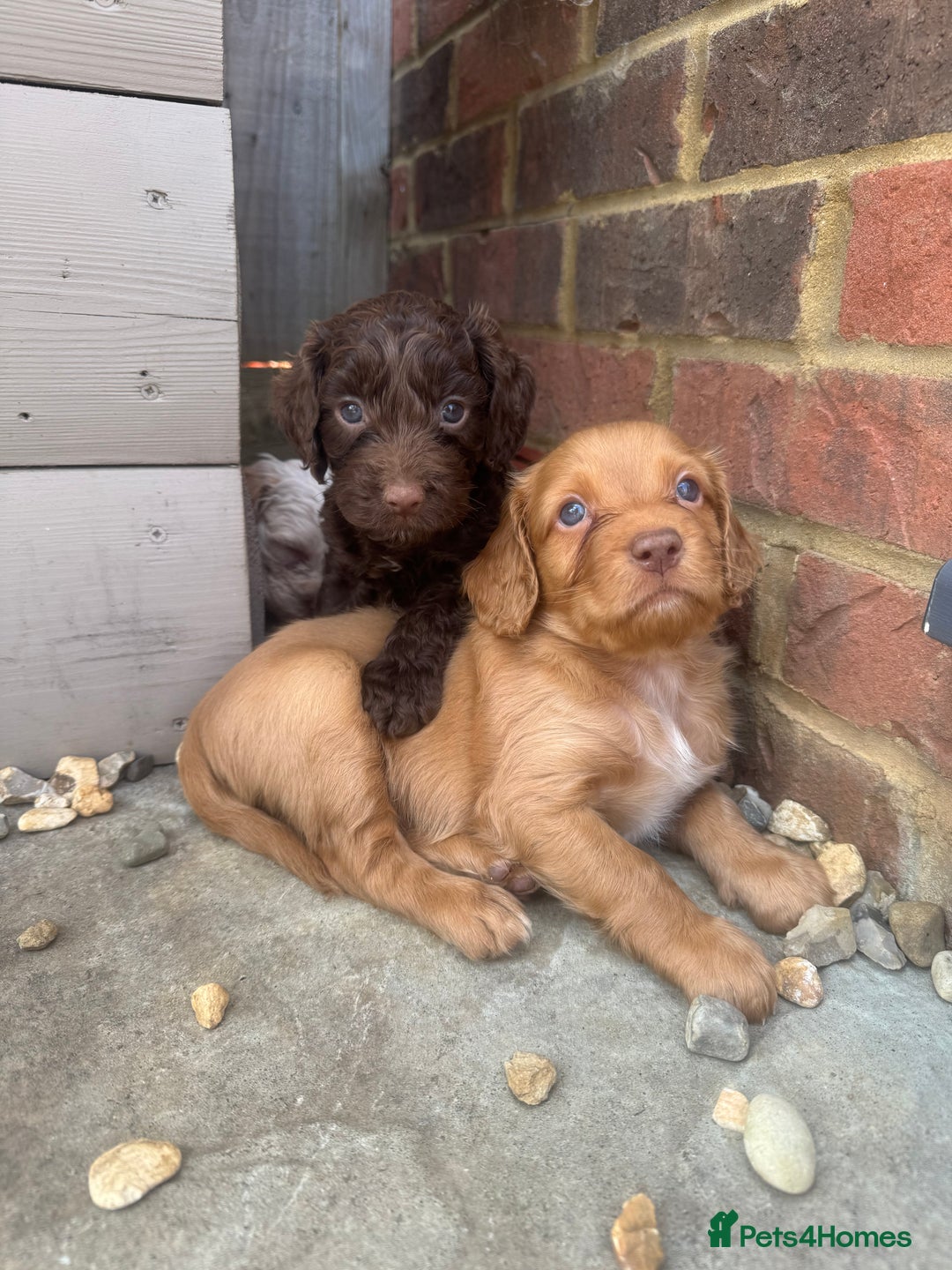 Cockapoo dogs for sale: Merle, Tri& Chocolate f2 Cockapoos (8boys 3girls!) - Image 2