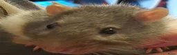 Rat rodents for sale: Male and Female Adult Rats in South Brent - Advert 8