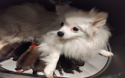 Pomeranian dogs for sale: Pomeranian puppy for sale - Image 4