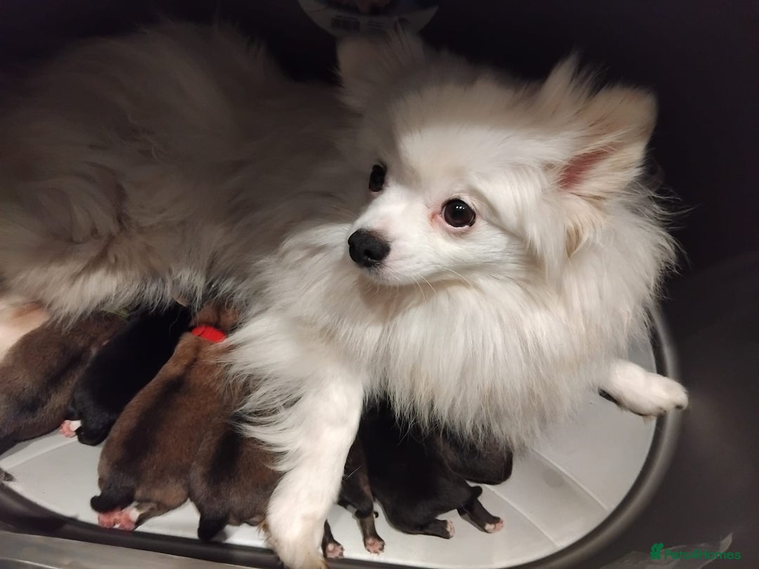 Pomeranian dogs for sale: Pomeranian puppy for sale - Image 4
