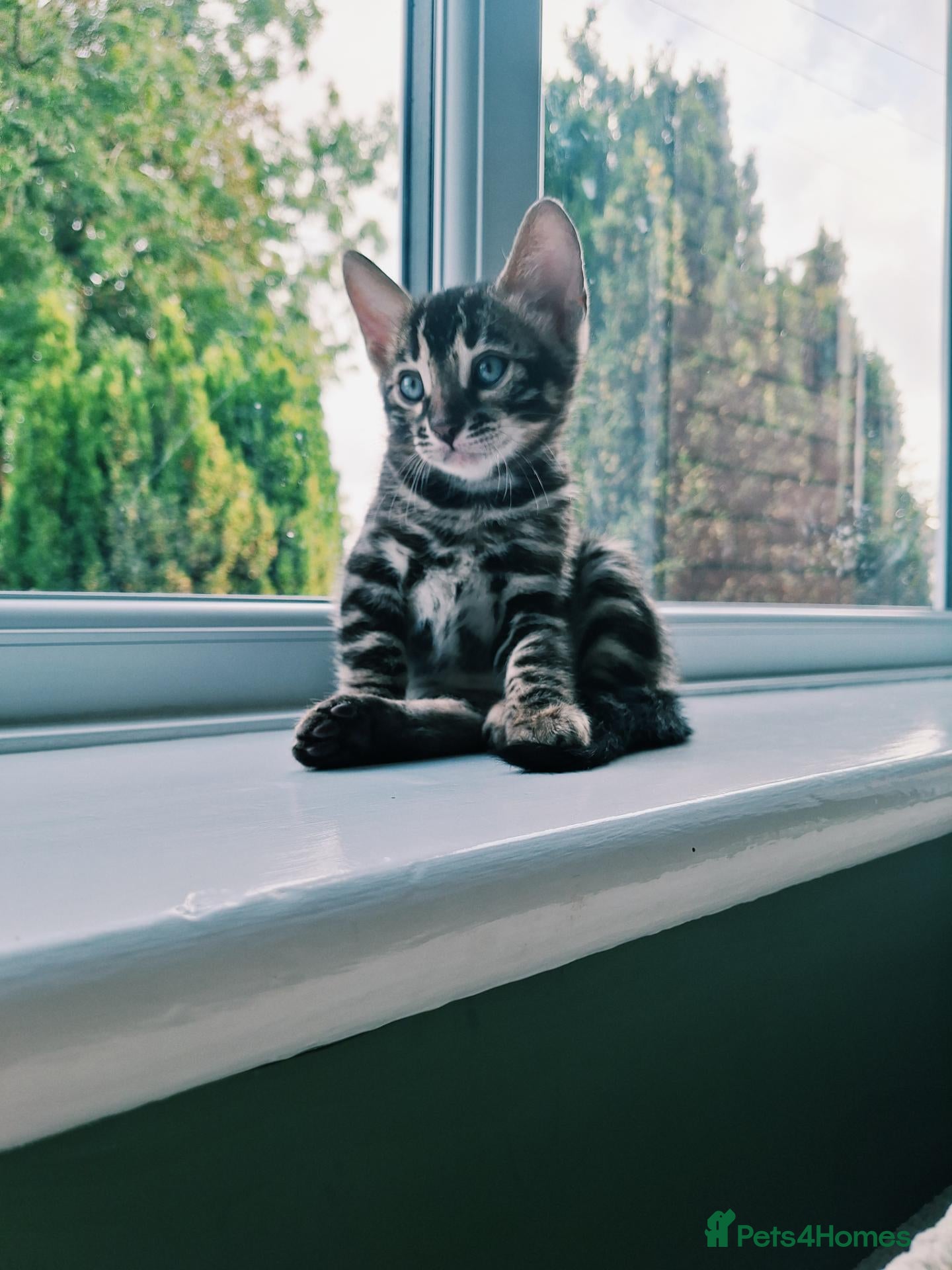 Bengal cats Wild and Luxurious Tica Bengals - Advert 1