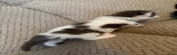 Maine Coon cats for sale: Pedigree maincoon kittens  - Advert 6