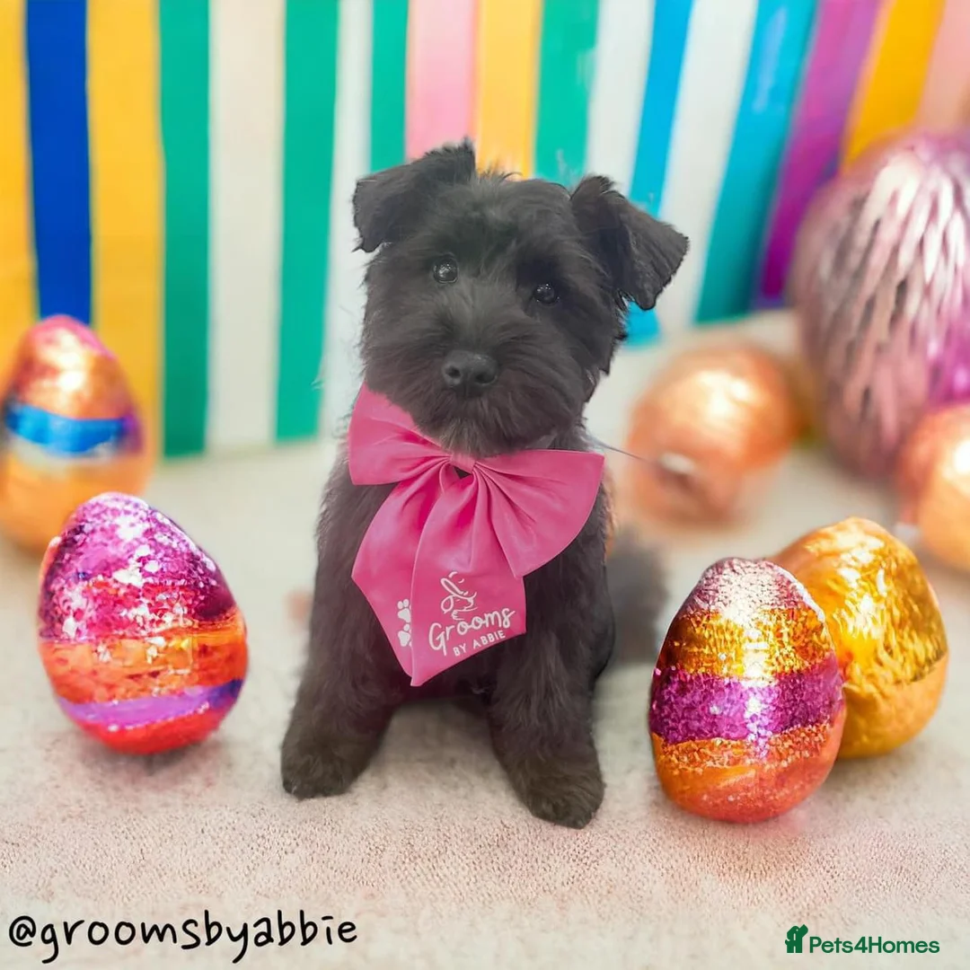 Miniature Schnauzer dogs for stud: Rockybobs Miniature Schnauzer: Fully health tested in Manchester - Advert 5