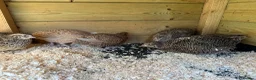 Quail poultry for sale: Different colours Coturnix Quail  - Advert 6