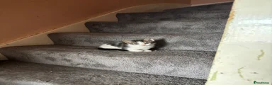 British Shorthair 1