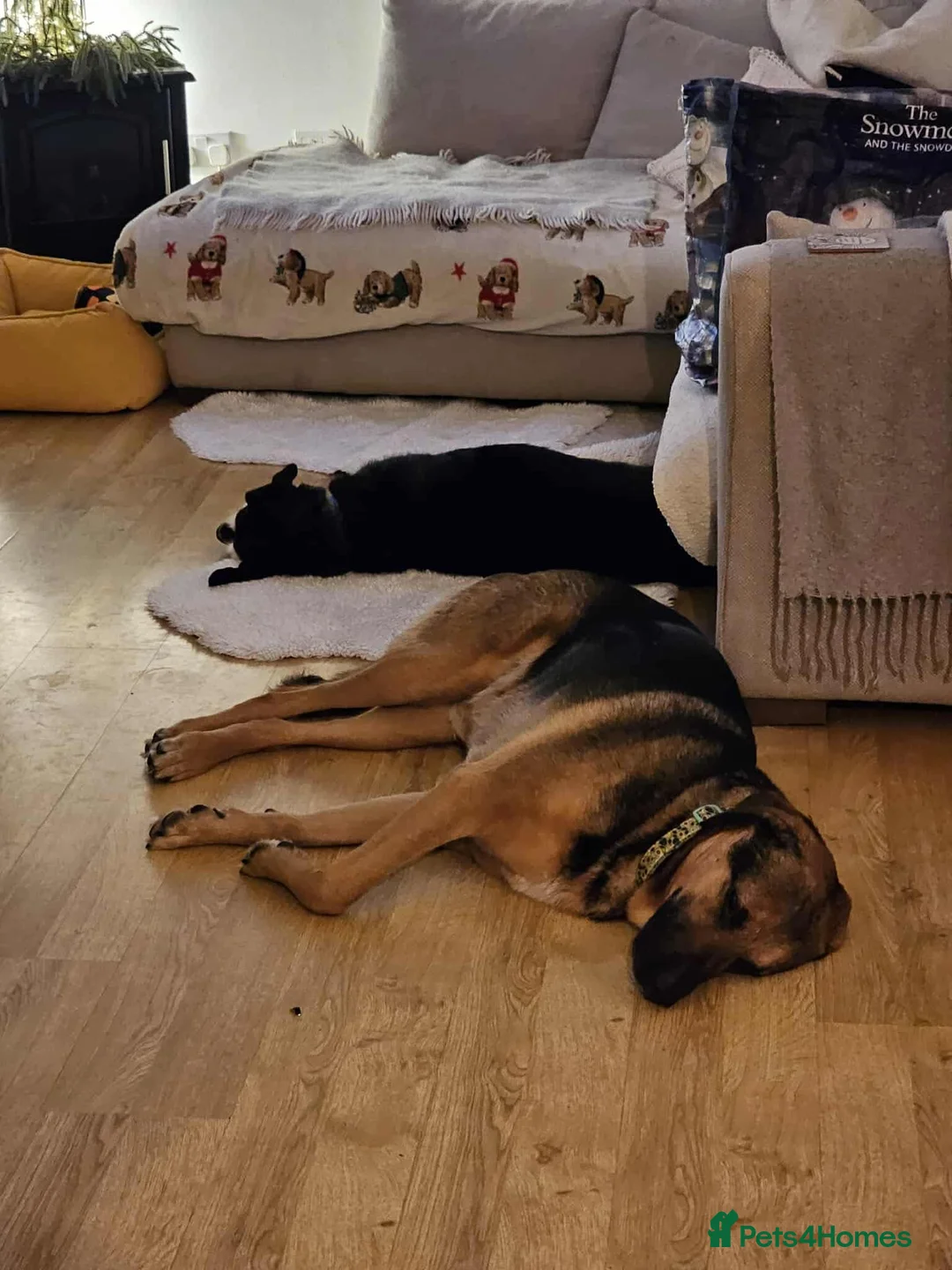 German Shepherd dogs for adoption: 💔JIM IS STILL WAITING..HE DOESN’T UNDERSTAND WHY  - Advert 4