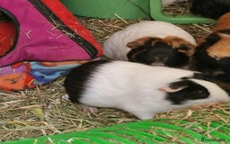 Guinea Pig rodents for sale: Female baby guinea pigs for sale - Image 2