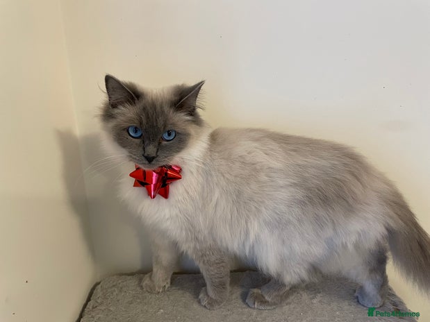 Ragdoll cats Blue point ragdoll - Advert 2