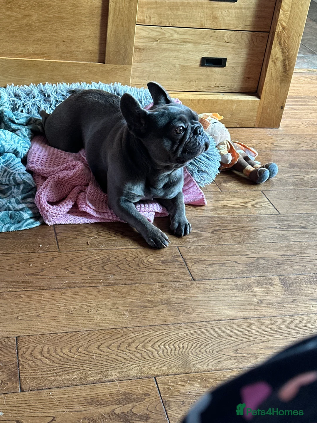 French Bulldog dogs for sale: Blue Female French Bulldog in Coventry - Advert 1