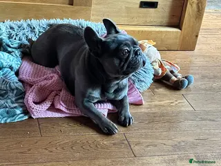 French Bulldog dogs Blue Female French Bulldog in Coventry - Advert 1