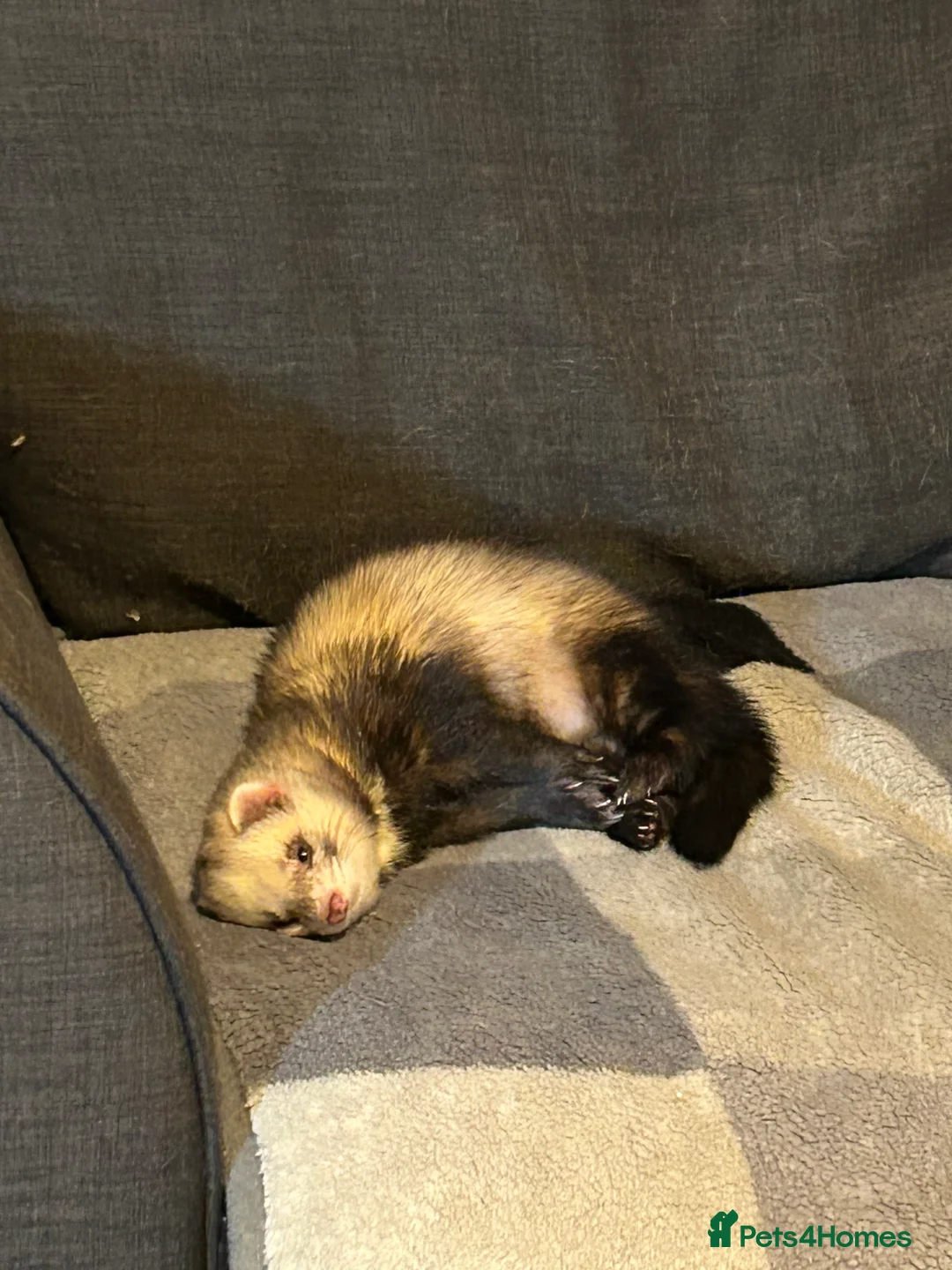 Ferret rodents for sale: Male Ferret for adoption  - Advert 2