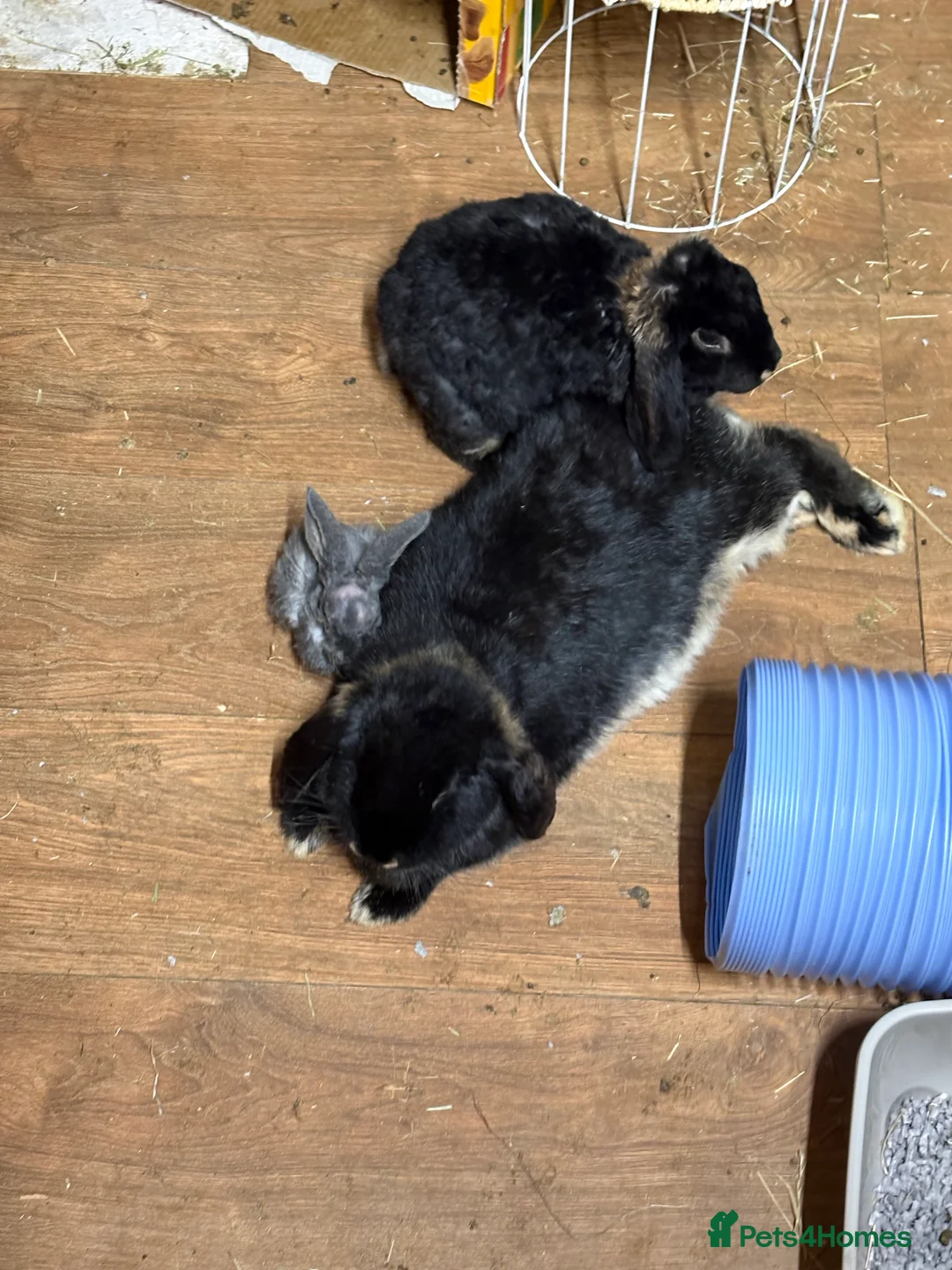 Gallery Image {{count}}