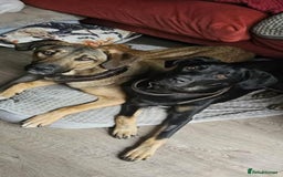 Mixed Breed dogs for adoption: Foster is 10 months old  - Image 7