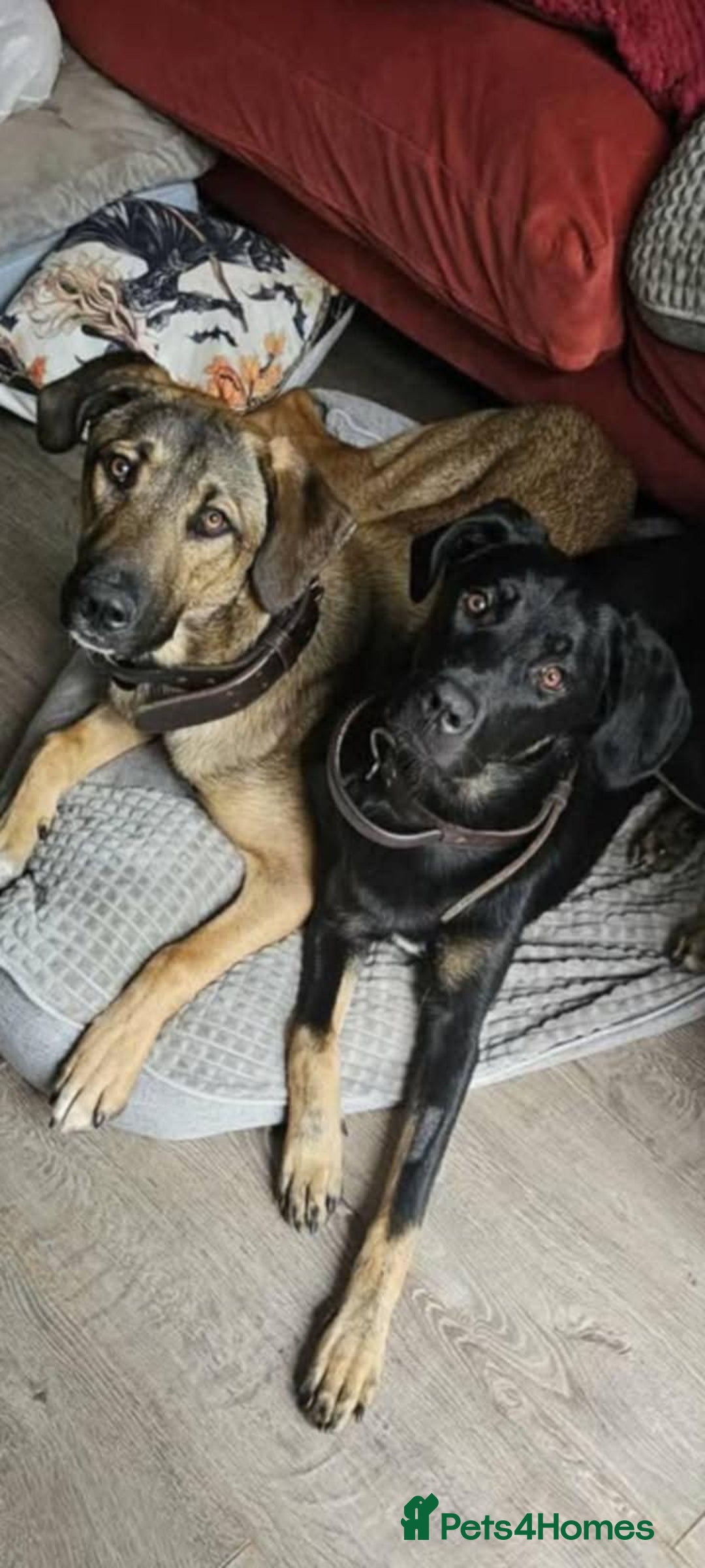 Mixed Breed dogs for adoption: Foster is 10 months old  - Image 7