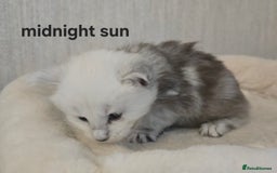 Maine Coon cats for sale: Maine Coon Kittens Black Shaded European Lines - Image 20