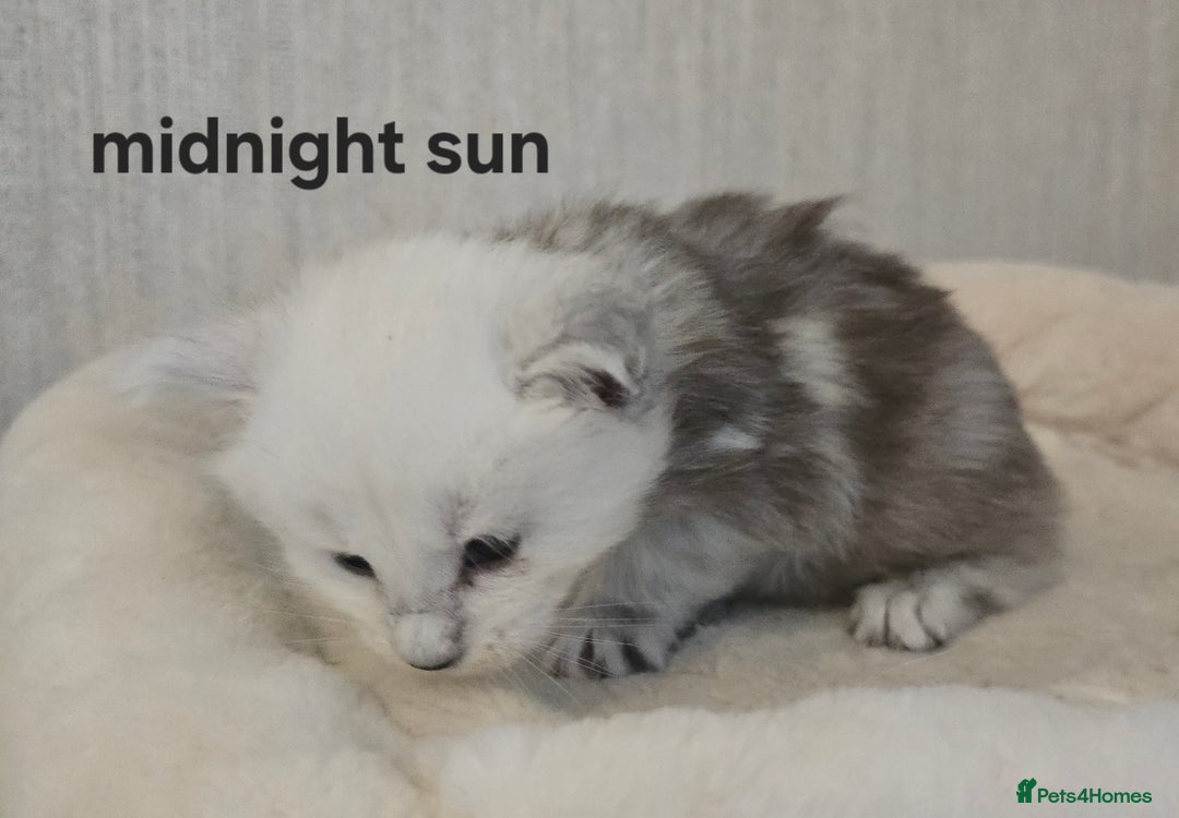 Maine Coon cats for sale: Maine Coon Kittens Black Shaded European Lines - Image 20
