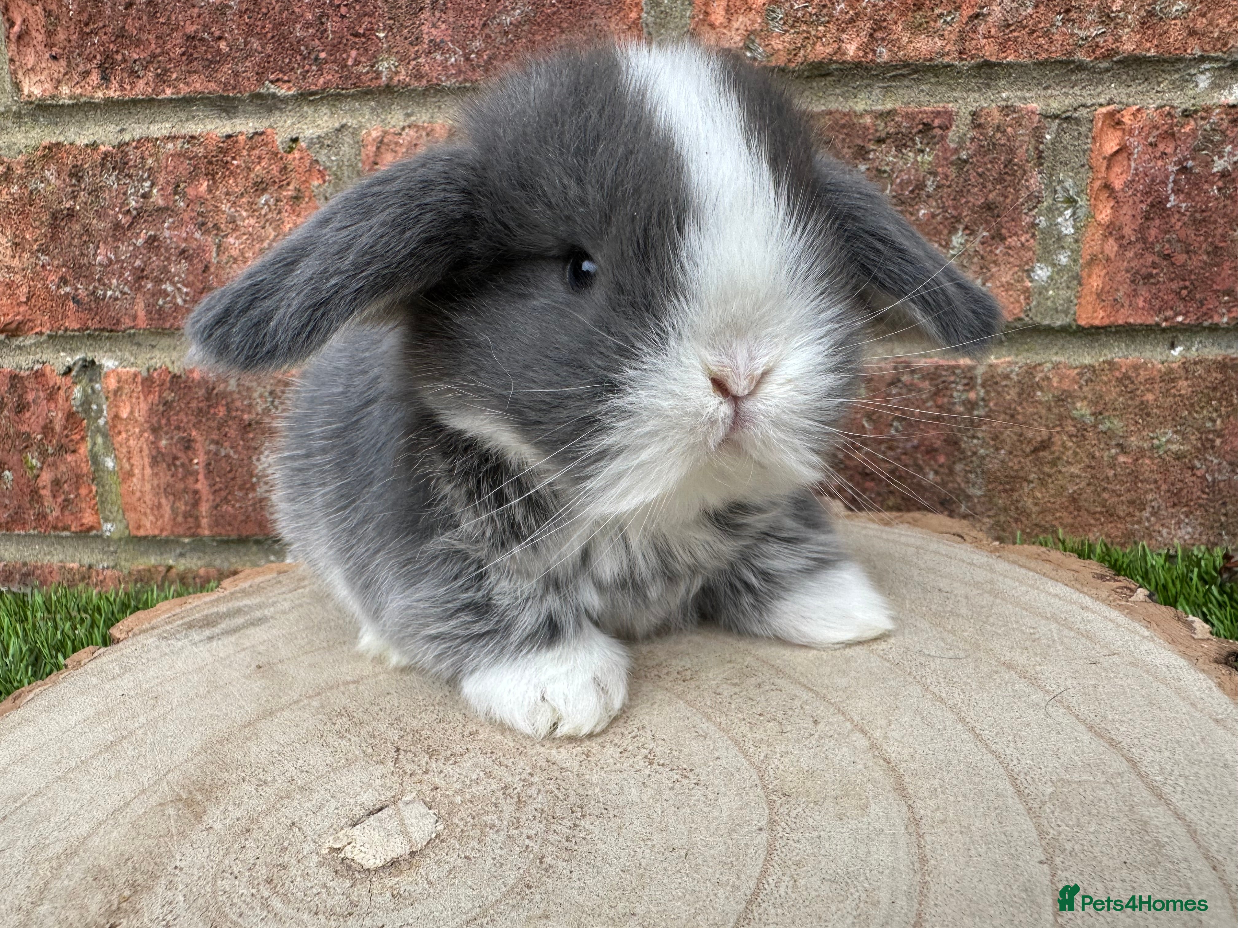 Mini Lop rabbits Stunning purebred mini lops - Advert 17