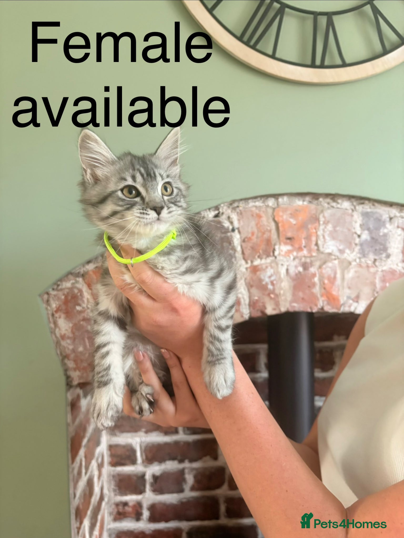Maine Coon cats Beautiful Maine coon kittens - Advert 15