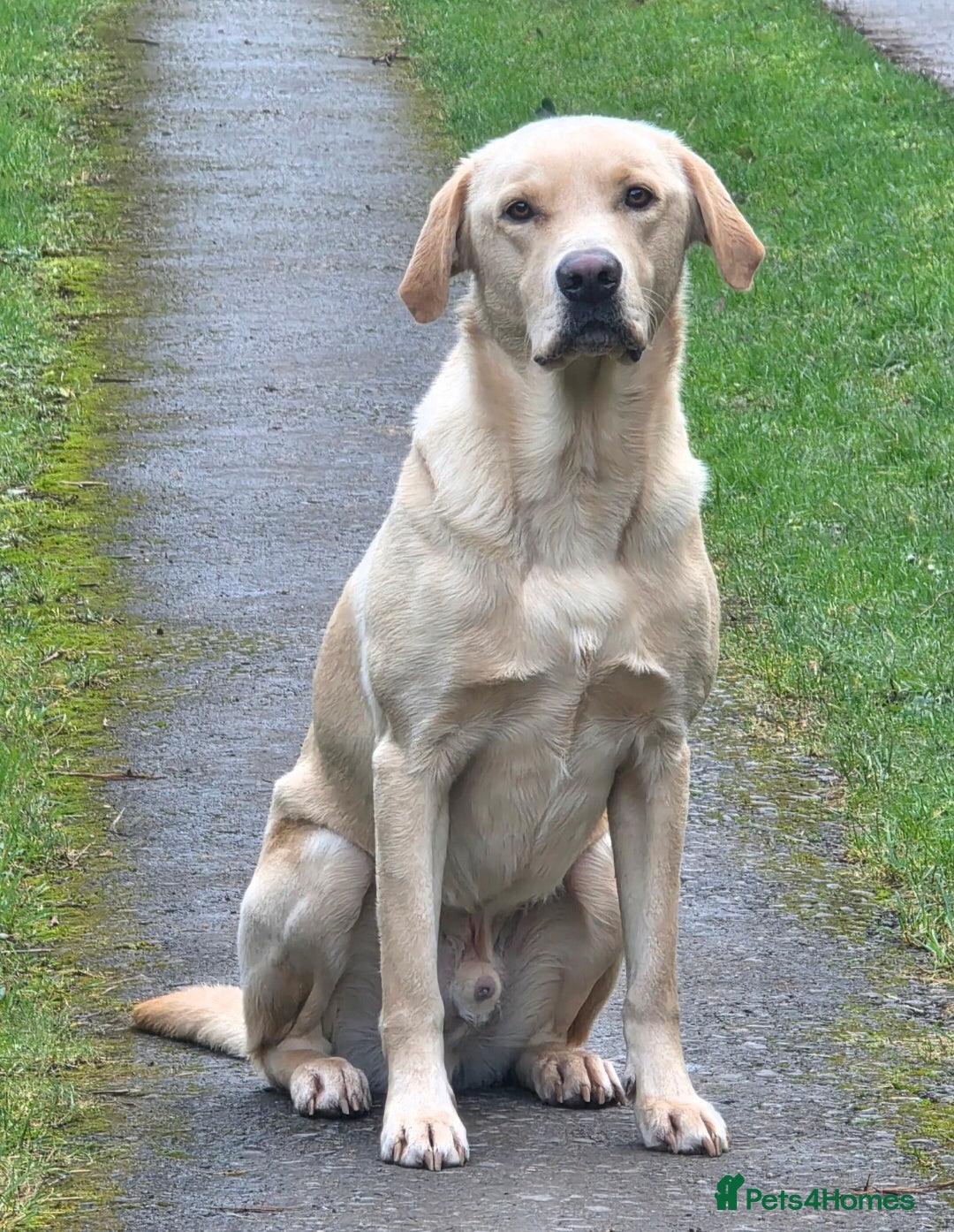 Labrador Retriever dogs 2.5y male labrador for sale - Advert 1