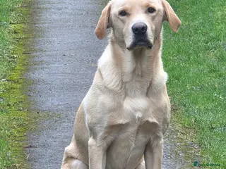 Labrador Retriever dogs 2.5y male labrador for sale - Advert 1