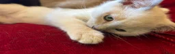 Tonkinese cats for sale: Exquisite Tonkdolls  - Advert 1