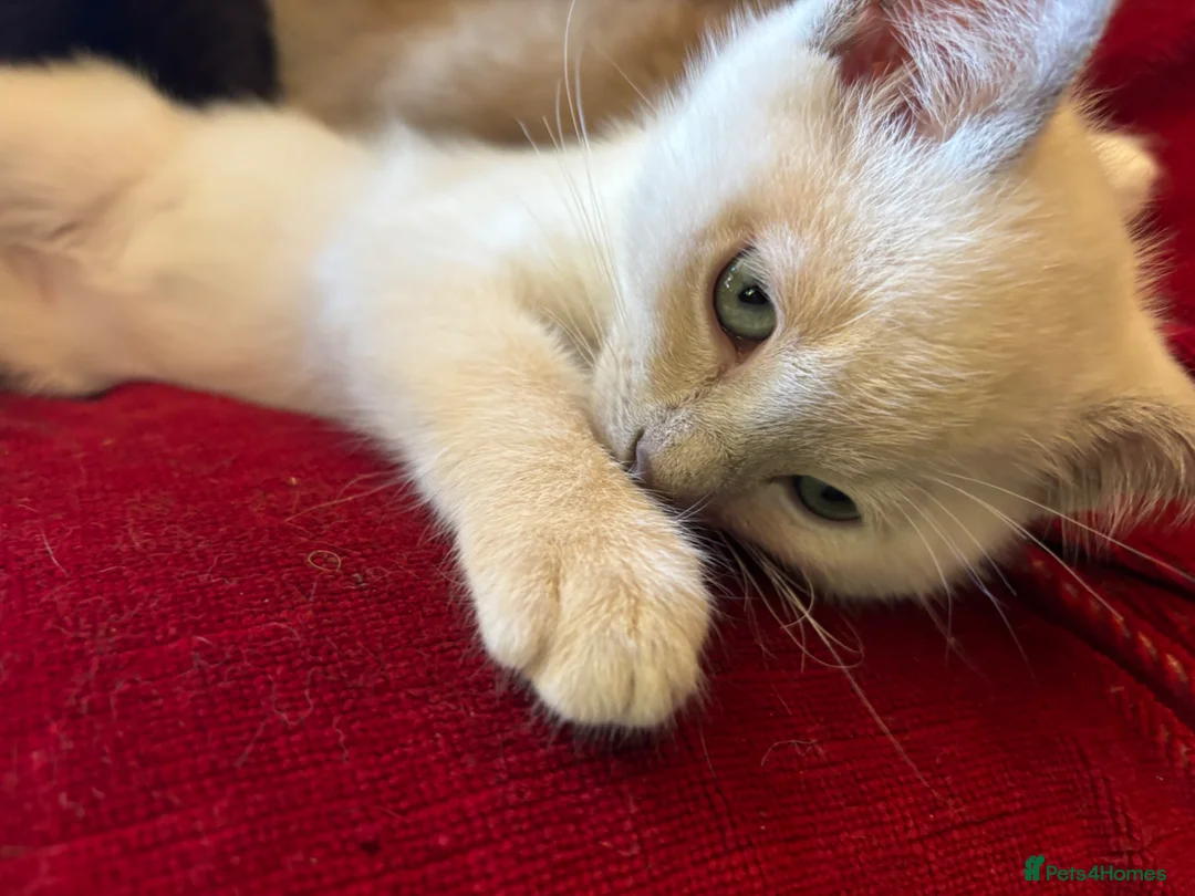 Tonkinese cats for sale: Exquisite Tonkdolls  - Advert 1