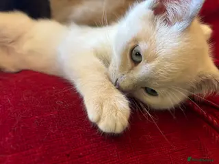 Tonkinese cats Exquisite Tonkdolls - Advert 12